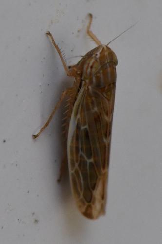 Psammotettix sp.